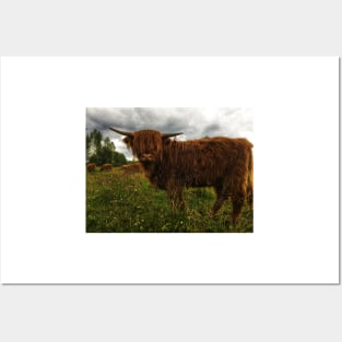 Scottish Highland Cattle Calf 2044 Posters and Art